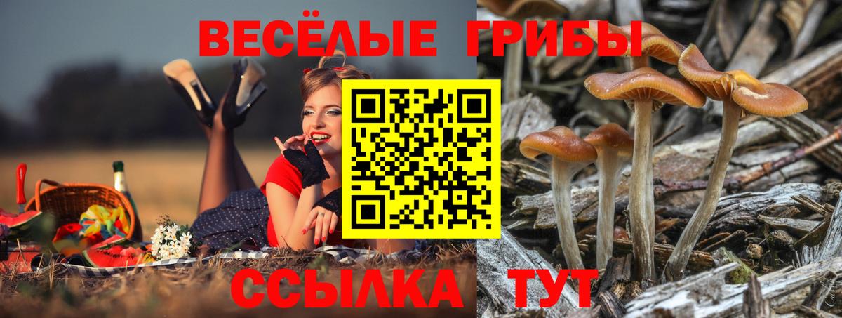 Псилоцибиновые грибы прущие грибы Артёмовский